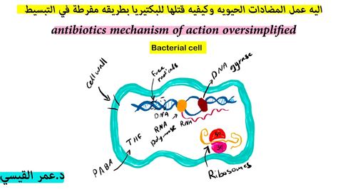 ميكانيزم عمل المضادات الحيوية pdf